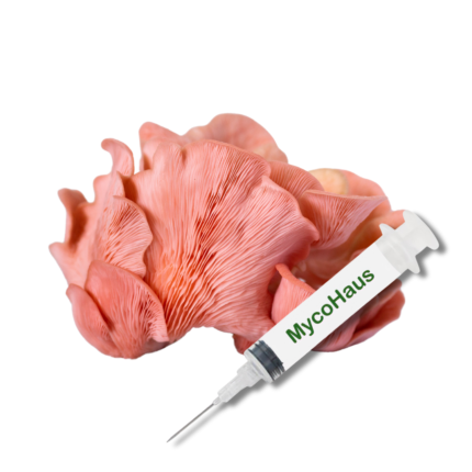 Pink Oyster Mushroom Liquid Culture Syringe - Pleurotus Djamor