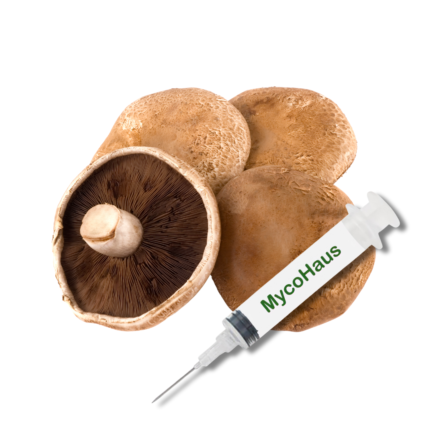 Portobello Mushroom Liquid Culture Syringe - Agaricus Bisporus