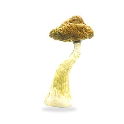 magic mushrooms for sale